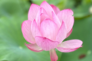 연꽃의 유래에 대한 이야기