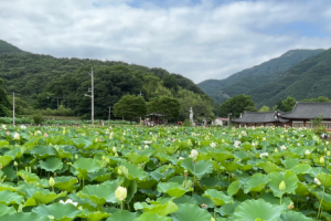 연꽃이 피어난 자리에서