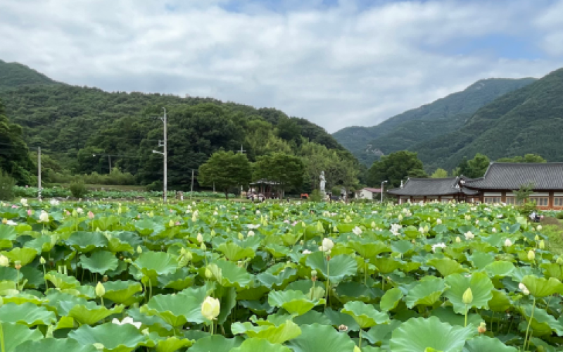 연꽃이 피어난 자리에서